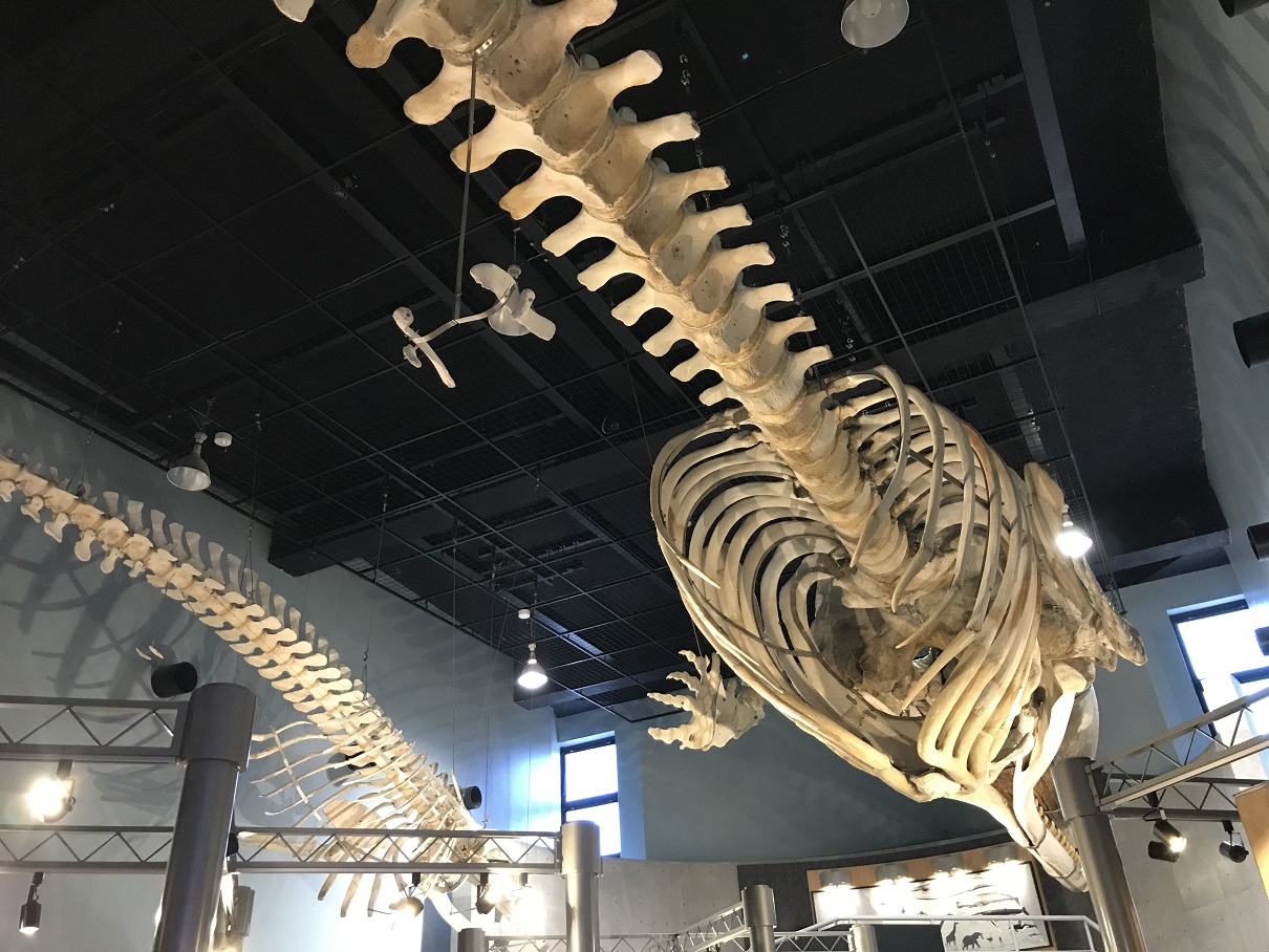 クジラの足のおはなし | 鯨と海の科学館
