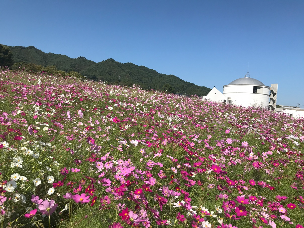 コスモスが見頃です