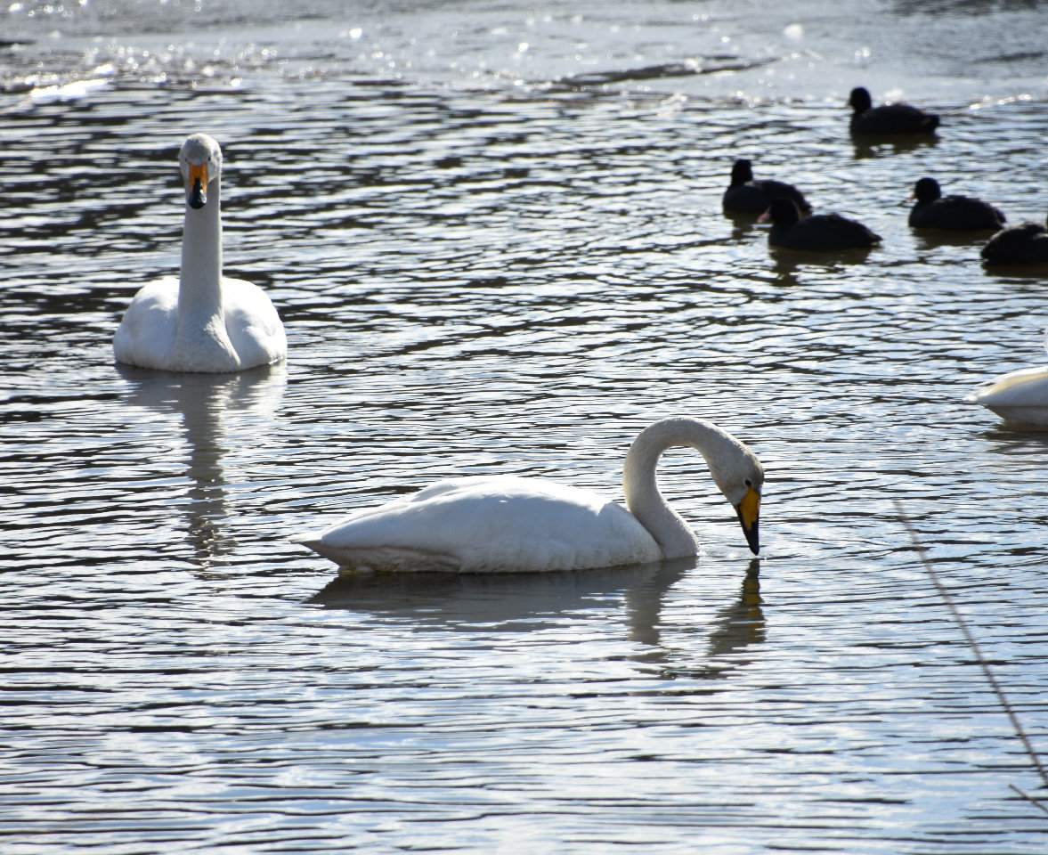 鯨館のまわりの野鳥たち